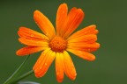 Marghy