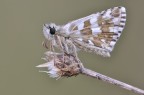 pyrgus armoricanus .