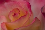 Rosa, rosae n5
