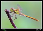 ...Sympetrum striolatum...