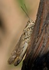 Una delle mie prime macro