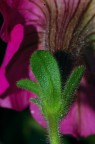 Fiore viola Fiore viola