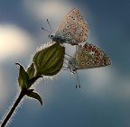 controluce