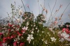 Fiori