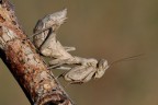 Dati di scatto:
Diaframma f 18 - Esposizione 1/200 di secondo - Iso 200
Mano Libera - No Flash -
Fotocamera Nikon D300 - Obiettivo AF-S Micro Nikkor 105mm f/2.8 G IF-ED

Alta Risoluzione:
http://img689.imageshack.us/img689/7130/29867906.jpg
Grazie in anticipo per Suggerimenti e Critiche