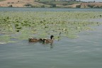 Lago di Chiusi. Foto con programma automatico.