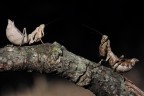 2 Mantidi