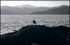 Isola d'Elba, presso la spiaggia di un campeggio.
Canon 450d 18-55is..