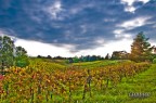 le vigne