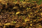 Autunno