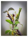 Mantis and ladybug