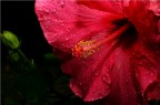 Fiore bagnato nel mio giardino.