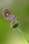 suggerimenti e critiche ben accettate.

canon eos 50s
sigma 105 f 2,8 macro
t 1/8s
f 18
iso 200
treppiede e scatto remoto

versione hr
http://img412.imageshack.us/img412/710/img2539copia1500.jpg