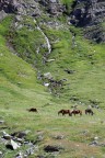 Tranquillit montana