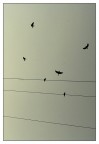 Wings Of Freedom