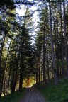 Nel bosco magico..