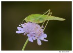 grillo verde