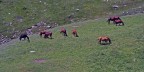 Tranquillit montana2