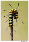 Acronicta