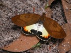 Questa farfalla l'ho fotografata nel 2005 in Venezuela vicino al Salto Angel... con una compattina A100 da 1,3 Mp.
Qualcuno sa come si chiama ?