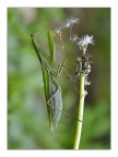 La pettinatrice dei Taraxacum