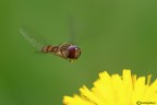 In volo