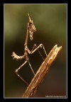dati di scatto:

canon eos 7D
sigma 180mm Macro
f11
0,3 sec
iso100