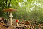 consigli ben accetti ciao ;) 

www.spangshot.it

[url=http://www.spangshot.it/incoming/AmanitaMuscaria1200.jpg][b]Clicca qui per la versione ad alta risoluzione![/b][/url]