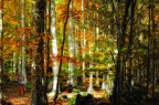 Il Bosco