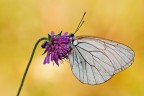 Aporia
