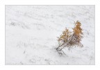 Prima neve