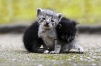 Cuccioli