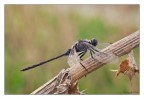 La rarissima Orthetrum trinacria, mia prima foto sul forum!