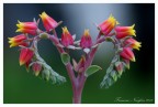 Il cuore