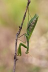 Mantide religiosa