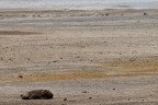 Desolazione