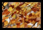 autumnal patchwork