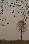 Solitario