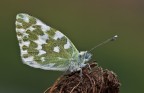 Pontia edusa