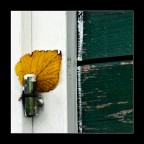 Foglia