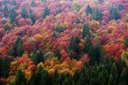 Foresta d'ottobre
