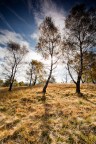 Autumn brightness