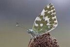 Pontia edusa