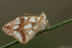 Prima macro con 5D, consigli ben accetti ciao ;) 

http://www.spangshot.it

[url=http://www.spangshot.it/incoming/IssoriaLayhonia1600.jpg][b]Clicca qui per la versione ad alta risoluzione![/b][/url]