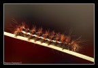 dati di scatto:

Canon eos 7D
sigma 180mm macro
f16
iso 100
1/4 sec