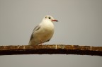 Gabbiano II