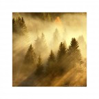 Nel bosco (2) Nel bosco (2)