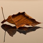 Solo un riflesso..