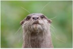 Lontra