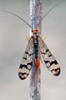 Mosca scorpione 2